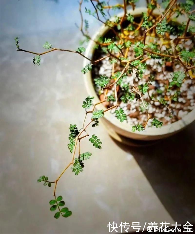 绿萝|家里别只养绿萝，15种精致耐阴花，光照不好也能长很美