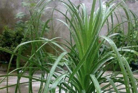 把这三种花摆客厅,一个月浇水一次,反而变旺盛!