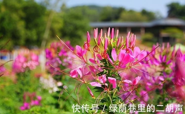 小雪后,养什么花?以下3种“富贵花”,寓意吉星高照富贵如意