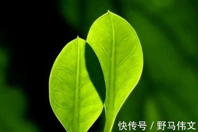 孩子|孩子总说“这句话”,说明你可能养了个天才,家长别轻易扼杀