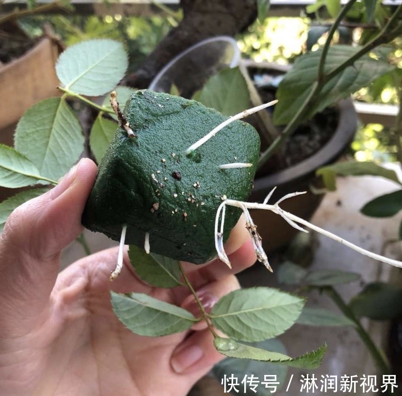 生根|月季、三角梅不生根剪1块海绵捂一捂,2周冒白根,长势喜人