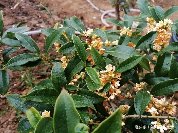 桂花如何扦插剪下几根枝条,沾点“白酒”,7天长出大白根