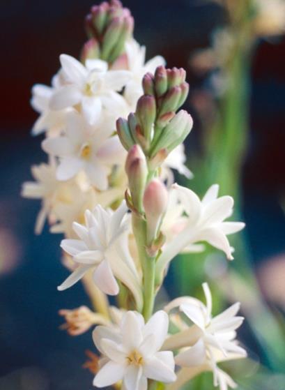 分享一款“香水花”,漂亮好养还值钱,是大牌香水提取原料