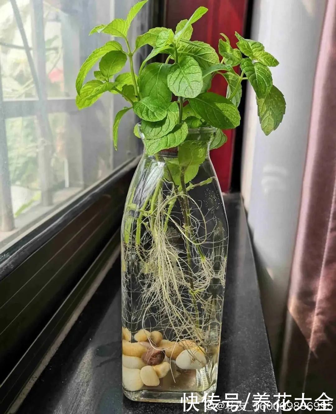 生根|6种花夏天扦插，枝条剁8段、撒土里，3岁小孩都能插活