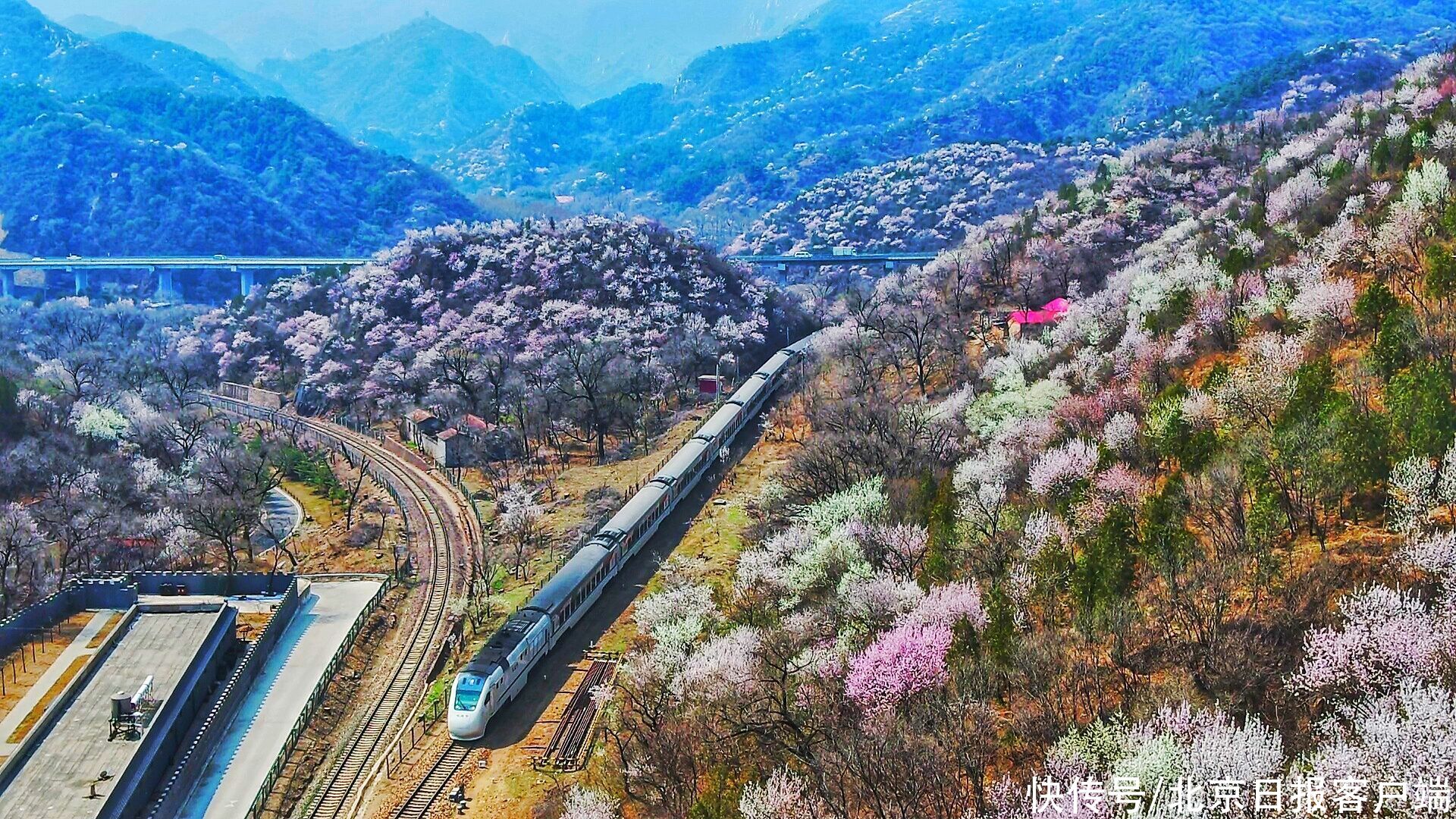 大片！“开往春天的列车”迎来最美观赏季