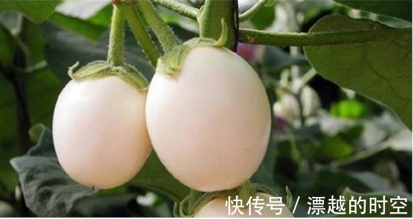 养花不如种“鸡蛋”，好看又营养，3天采摘1次，够全家吃！