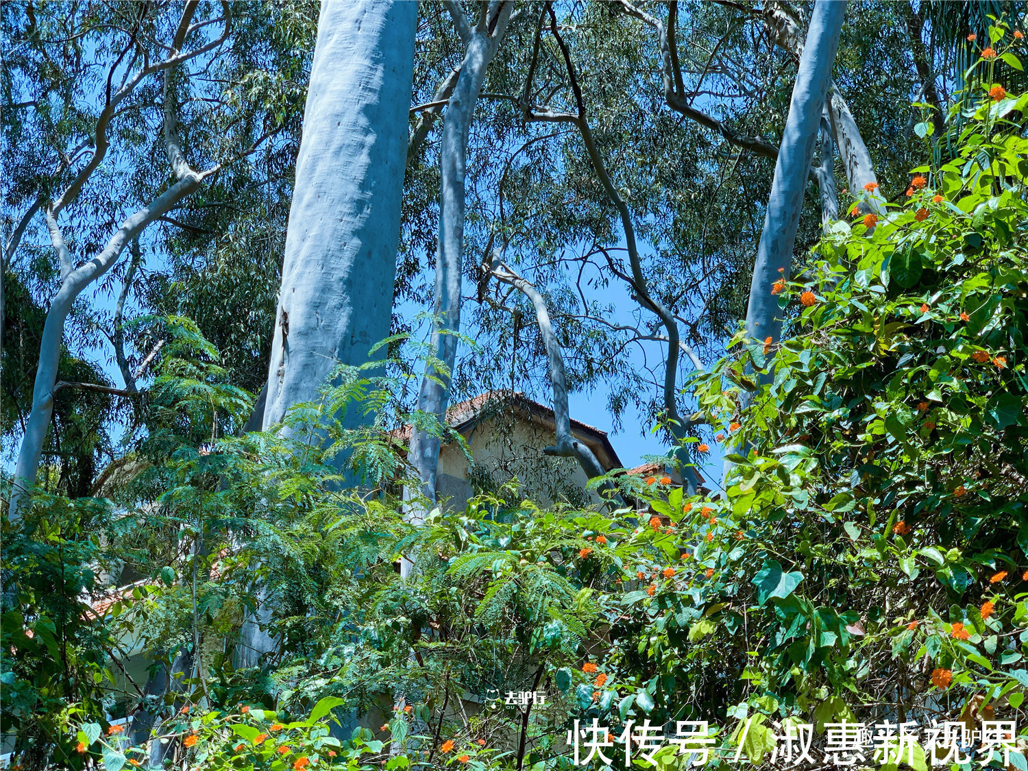 李水库|半荒废的鼓浪屿豪宅，估值成千万上亿元却无人居住，原主人不卖