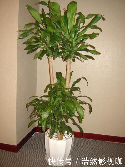 白掌|农村这三种“吸毒花”,被称作“天然空气净化器”,你肯定不知道