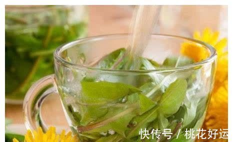 排毒|蒲公英是“排毒之王”,但这4类人,一点也不能碰!