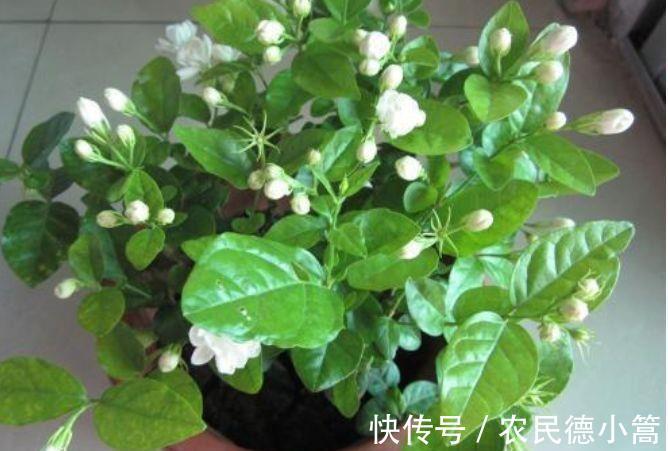 泥土|从9月16日开始,家养此款花卉,简单易成活,特别适合新手养