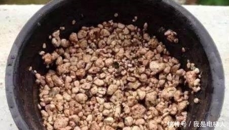 多肉植物|半死不活的多肉植物,只需往盆里加点这个东西,多肉蹭蹭长爆盆