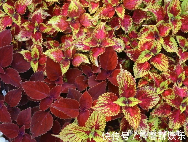 此花好似夜中的明珠,发出耀眼的七彩光芒,会给善良之人带来幸福