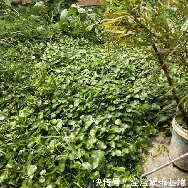 花友|5种花最好别养,根钻得到处都是,砍都砍不尽