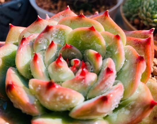  养花|养花不能用大盆，这5种花挤在小盆里，才能长成精品