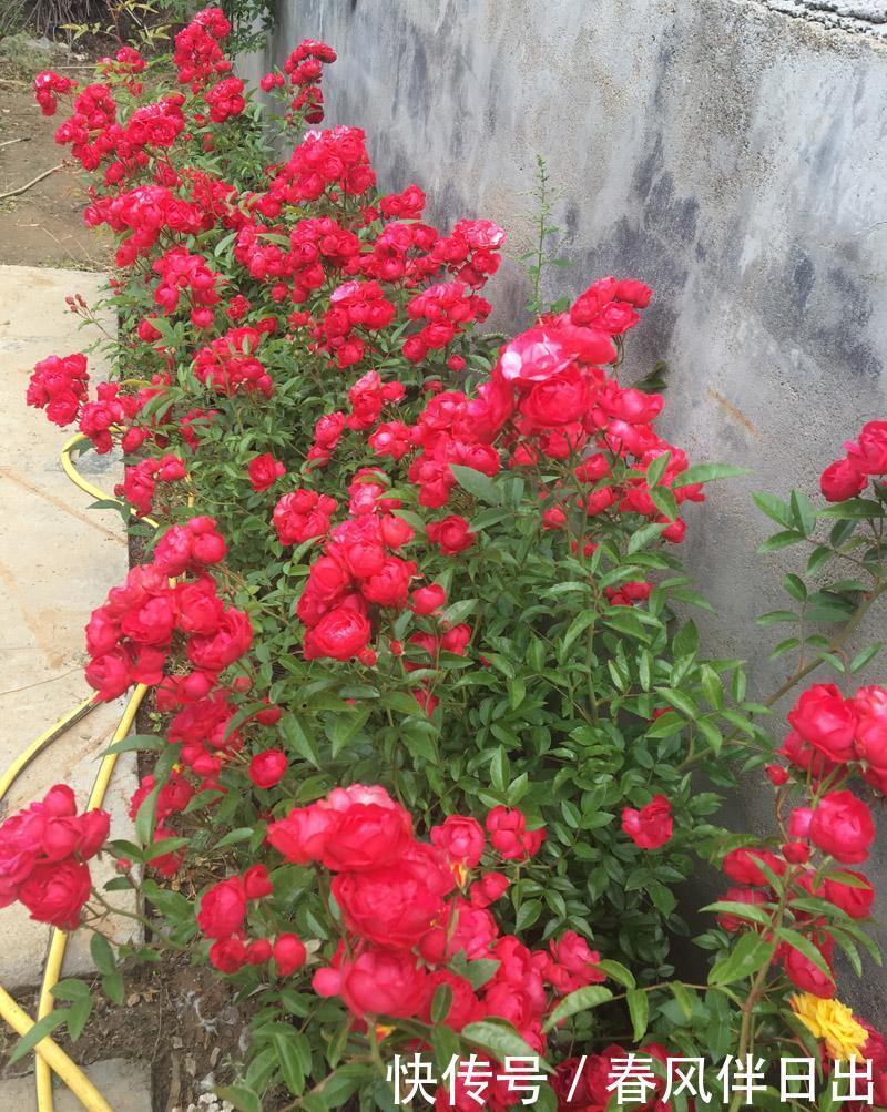 红木香|阳台一定要选择它,那叫一个满园花草