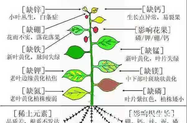 还在为花卉盆栽常见的几种病害烦恼,有了它,轻松解决一切问题