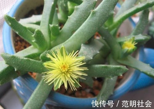 妙招|多肉芳香波怎么养教你3个小妙招,养出翠绿幽香的芳香波