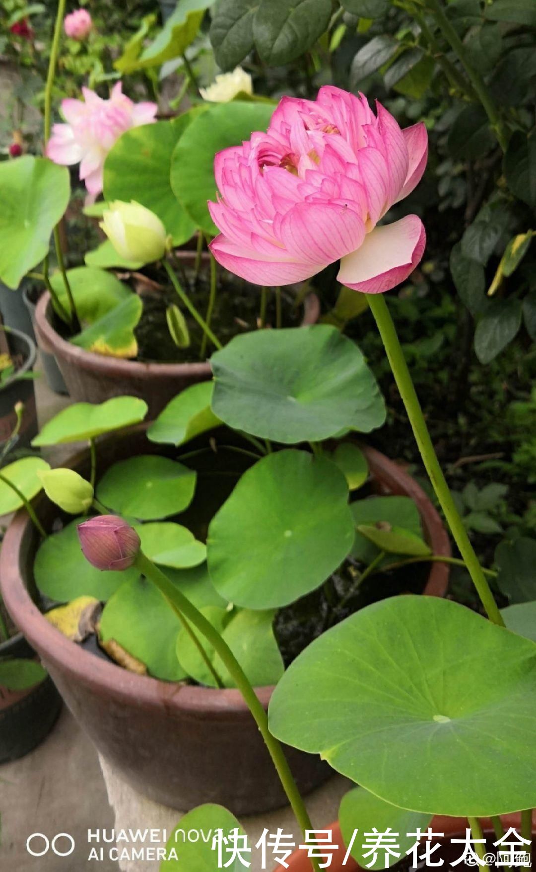 夏天|热不死的花，温度高也不休眠，超级适合夏天