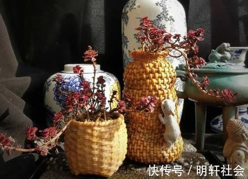 多肉植株|养多肉,不懂该什么时候浇水?凭借这些特征动手就能远离问题