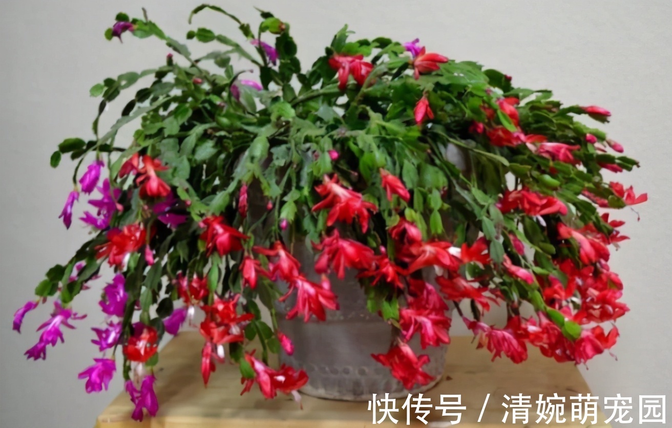 催花|掌握住这个“催花技巧”,养蟹爪兰或其他花卉全不用愁了