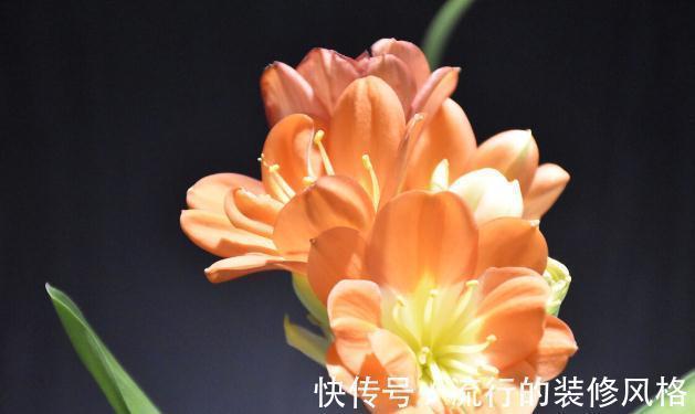 君子兰|君子兰有3个症状,及时处理,否则花期不开花