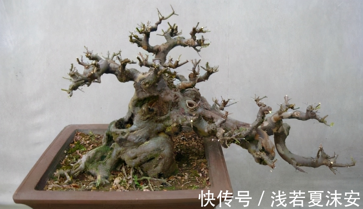 挑战用树桩打造盆景,满足这3要求,个个美如画、增值不少