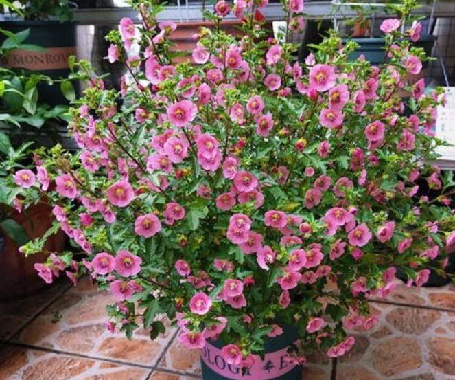 养花就养个花期长的,花大色艳,花朵烂漫迷人,美爆了