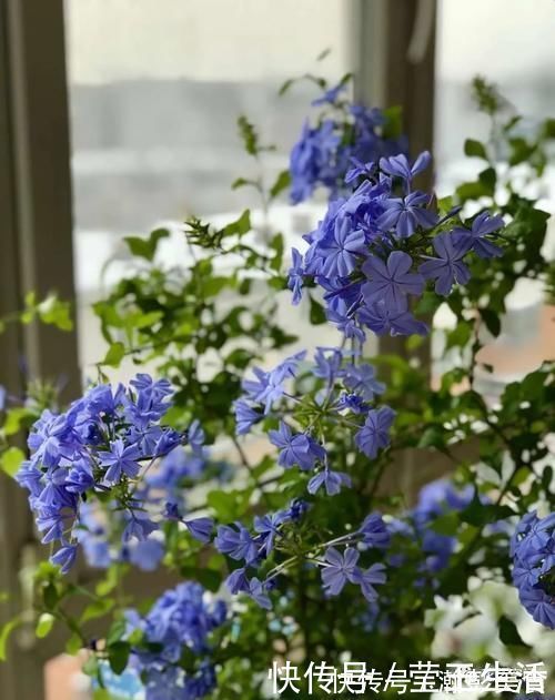 光照|这3种花，越晒越开花，花期长，开花勤，放在阳台，秒变小花园！