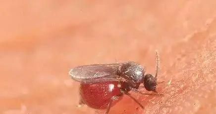 红包|宝宝身上有“红包”,就是被蚊子咬的?这种虫子更要小心