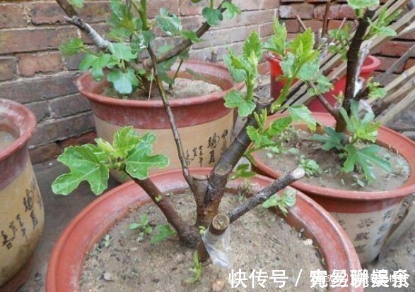 无花果|“1根枝条”插盆里，10天生根，当年开花“结果”一家人吃不完