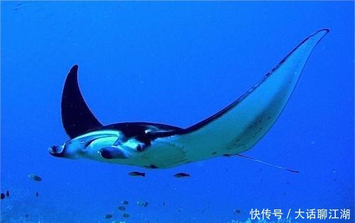 飞天 四种本来不该飞天的动物，却一次次完成了飞行壮举，不可思议