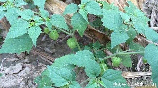 功效|外表长得像灯笼,农村这种植物功效可不小,你认识吗?