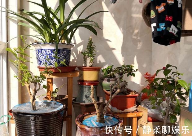 养花旧土,按这2步“翻新”,无菌、无害虫,营养更全面