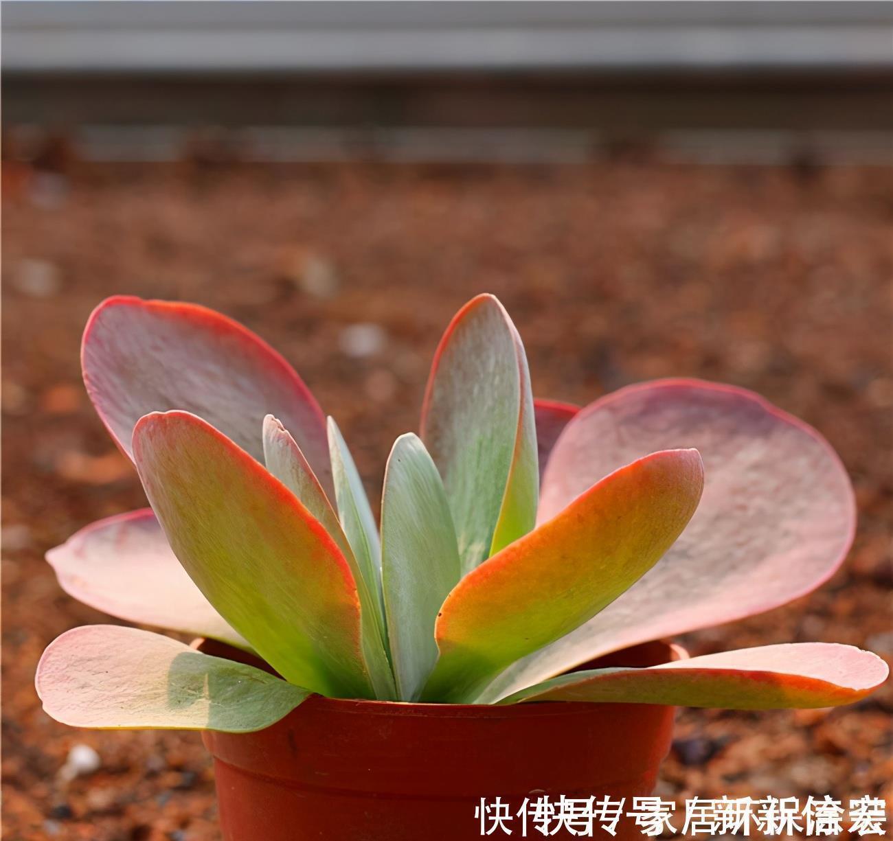 多肉|多肉唐印的变红小妙招，颜色鲜艳的秘密，分享给你