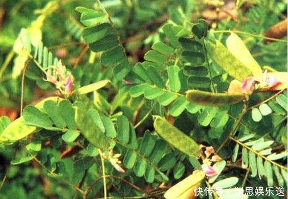 野草|农村不起眼的野草,保肝护肝,清热解毒,疏肝止痛,你认识吗