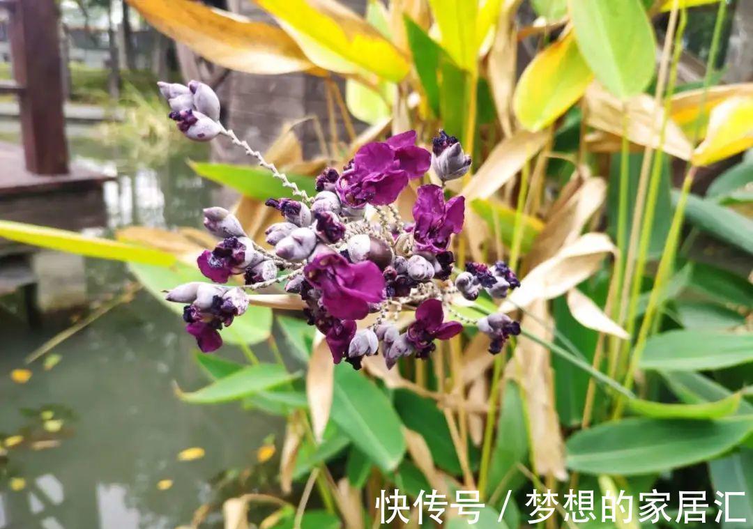 10种花太能喝水,一天一瓢水,7天爆满缸