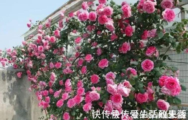 月季|家里必养“4种花”,好养又漂亮,开花就爆盆,不易生病好养护