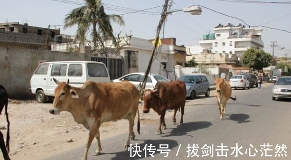 发力点|好运临门事业红红火火，生肖牛不负众望，在职场中站稳脚跟