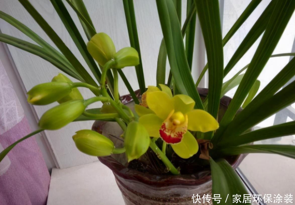 养花有没有技巧?用心记住“这些事”,就能从养花菜鸟变养花高手