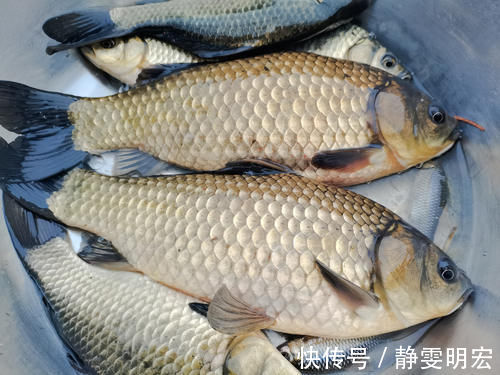 天然的钓饵“添加剂”,鲫鱼喜欢吃,鲤鱼抢着吃,你用过吗?