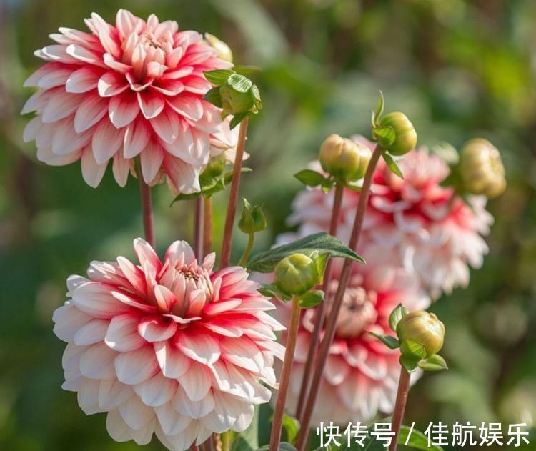 美极了|夏天“盛开”的几种花,越热越开花,家中养2盆,美极了