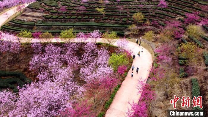 福建南靖樱花绽放 引游客踏青