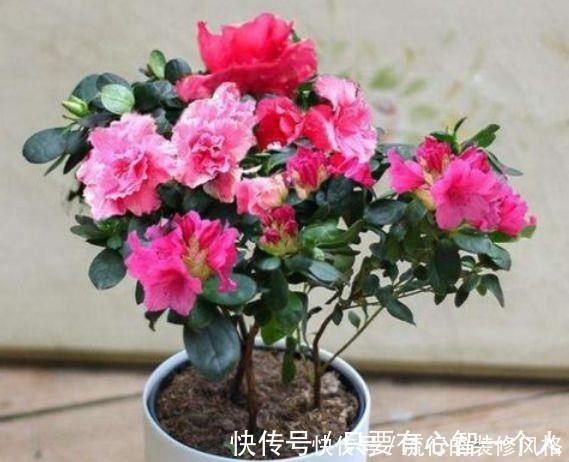 草花谱|4种花颜值超高,美不胜收,谁见了都想养,枝头花苞满