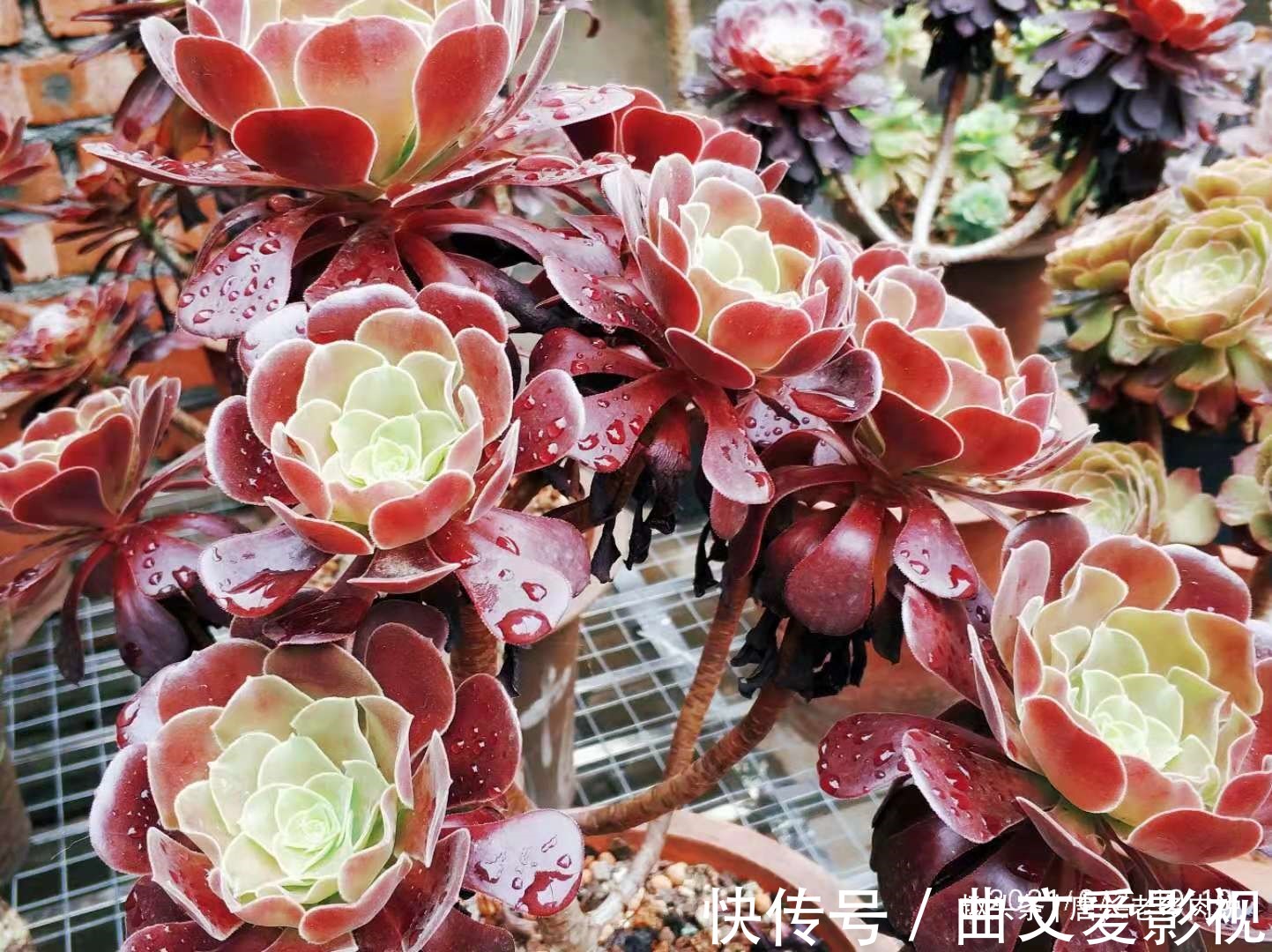 法师|多肉法师的叶片下翻?先判断是否休眠,再检查有没有其它的问题