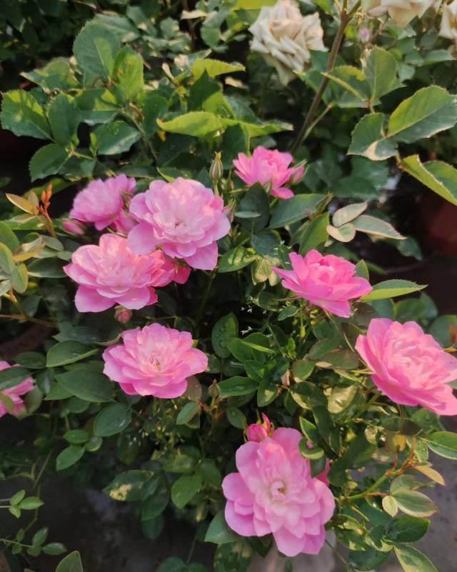 院子里种6种花,开春能开上千朵,院子变花园