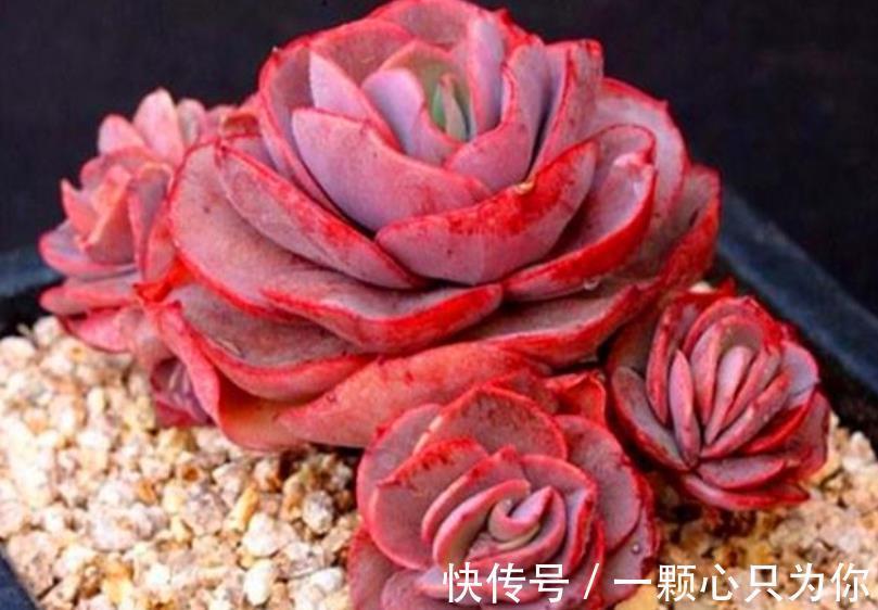 新手养多肉秀妍,做好4件事,叶片红艳美极了,还能养成小老桩