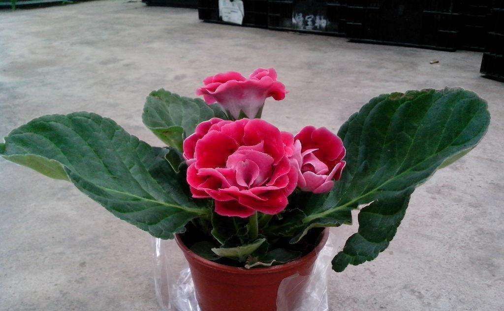 5种花即使“枯死”,也别“喷水”,否则会黄叶,烂叶,掉花苞!