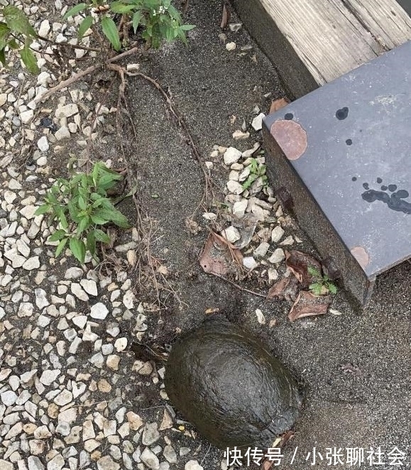 10号钩挂玉米都被干弯了!浑身绿得发黑,钓友:烫手别放生