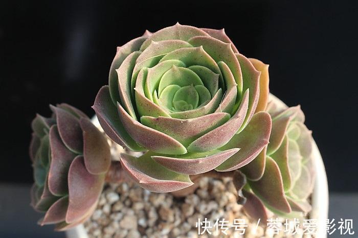 秋季雨水多，养多肉该不该淋雨？摸清这些前提，越养越漂亮