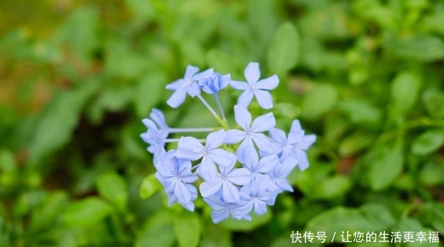 这4类花不能喷水,喷了就烂,快停手!这4类花不能喷水,喷了就烂,快停手!